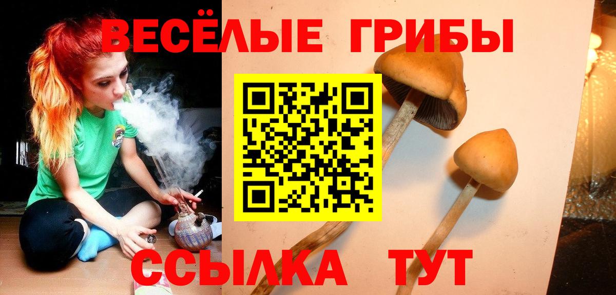 Псилоцибиновые грибы Cubensis  Вход с VPN  Знаменск  Псилоцибиновые грибы ЛСД 